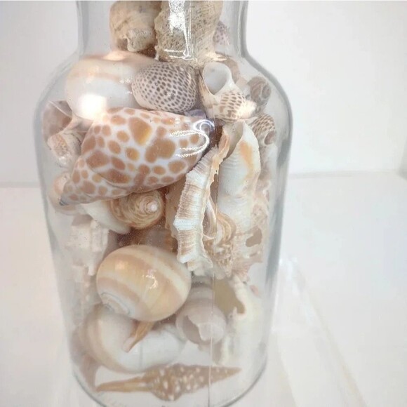 Florida Seashells in Glass Jar with cork Stopper NWOT Handmade Custom Gift - Picture 10 of 16